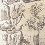 Appendix to Anthropologia nova – James Drake – 1728 | 51 Engravings of Human Anatomy