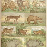 The Holy Bible – Holman – 1883 | Illustrated, Beautiful Leather Family Bible