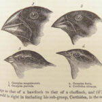 Journal of Researches – Charles Darwin – 1879 | Beautiful Moroccan Binding