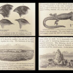 Journal of Researches – Charles Darwin – 1879 | Beautiful Moroccan Binding