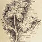 A Manual of Wood Carving – Charles G. Leland – 1902 | Illustrated Woodworking