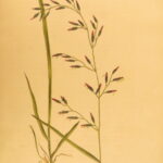 1807 – Practical Agriculture – Dickson | Illustrated Farming & Horse Training