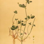 1807 – Practical Agriculture – Dickson | Illustrated Farming & Horse Training