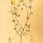 1807 – Practical Agriculture – Dickson | Illustrated Farming & Horse Training