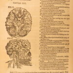 1631 – Human Anatomy – Helkiah Crooke | Mikrokosmographia | Illustrated Folio