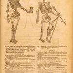 1631 – Human Anatomy – Helkiah Crooke | Mikrokosmographia | Illustrated Folio