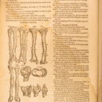 1631 – Human Anatomy – Helkiah Crooke | Mikrokosmographia | Illustrated Folio