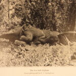 1910 – African Game Trails by Theodore Roosevelt | First Edition, Hunting Trips