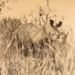 1910 – African Game Trails by Theodore Roosevelt | First Edition, Hunting Trips