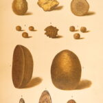 1874 – Modern Practical Farriery | Illustrated Horses & Veterinary Medicine