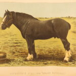 1874 – Modern Practical Farriery | Illustrated Horses & Veterinary Medicine