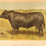 1874 – Modern Practical Farriery | Illustrated Horses & Veterinary Medicine