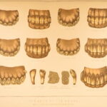 1874 – Modern Practical Farriery | Illustrated Horses & Veterinary Medicine