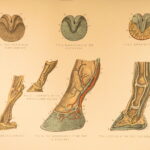 1874 – Modern Practical Farriery | Illustrated Horses & Veterinary Medicine