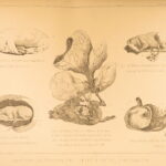 1874 – Modern Practical Farriery | Illustrated Horses & Veterinary Medicine