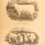 1874 – Modern Practical Farriery | Illustrated Horses & Veterinary Medicine