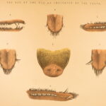 1874 – Modern Practical Farriery | Illustrated Horses & Veterinary Medicine