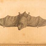 1809 – William Bingley on British Quadrupeds | First Edition, Illustrated Animals