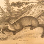 1809 – William Bingley on British Quadrupeds | First Edition, Illustrated Animals