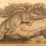1809 – William Bingley on British Quadrupeds | First Edition, Illustrated Animals
