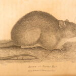 1809 – William Bingley on British Quadrupeds | First Edition, Illustrated Animals