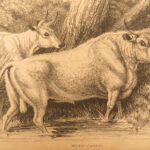1809 – William Bingley on British Quadrupeds | First Edition, Illustrated Animals
