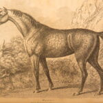 1809 – William Bingley on British Quadrupeds | First Edition, Illustrated Animals