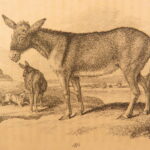 1809 – William Bingley on British Quadrupeds | First Edition, Illustrated Animals