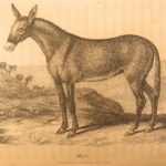 1809 – William Bingley on British Quadrupeds | First Edition, Illustrated Animals