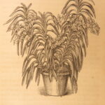1861 – The Orchid Manual – Thomas Appleby | First Edition Botany & Flower Guide