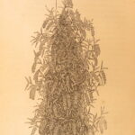 1861 – The Orchid Manual – Thomas Appleby | First Edition Botany & Flower Guide