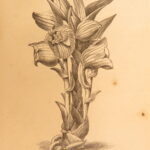 1861 – The Orchid Manual – Thomas Appleby | First Edition Botany & Flower Guide