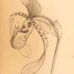 1861 – The Orchid Manual – Thomas Appleby | First Edition Botany & Flower Guide