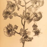 1861 – The Orchid Manual – Thomas Appleby | First Edition Botany & Flower Guide