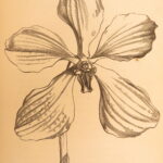 1861 – The Orchid Manual – Thomas Appleby | First Edition Botany & Flower Guide