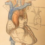 1883 GRAY’S ANATOMY Surgery Illustrated Medicine Physician Cardiology Neurology