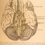 1883 GRAY’S ANATOMY Surgery Illustrated Medicine Physician Cardiology Neurology