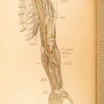 1883 GRAY’S ANATOMY Surgery Illustrated Medicine Physician Cardiology Neurology
