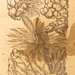 1575 – Ambrogio Calepino Dictionary | Famous Enormous Latin Lexicon