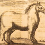 1678 – Horse Manual – Georg Winter | First Edition – Illustrated Veterinary Medicine