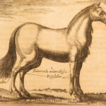 1678 – Horse Manual – Georg Winter | First Edition – Illustrated Veterinary Medicine