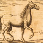 1678 – Horse Manual – Georg Winter | First Edition – Illustrated Veterinary Medicine