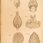 1826 – Anatomy of the Brain – Spurzheim | First English Edition – Illustrated Neurology