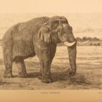 1890 – Wild Beasts | African Animals – Illustrated Lions, Tigers, Rhinos, Giraffes