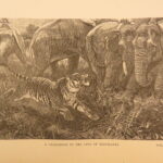 1890 – Wild Beasts | African Animals – Illustrated Lions, Tigers, Rhinos, Giraffes