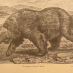 1890 – Wild Beasts | African Animals – Illustrated Lions, Tigers, Rhinos, Giraffes