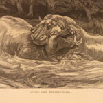 1890 – Wild Beasts | African Animals – Illustrated Lions, Tigers, Rhinos, Giraffes