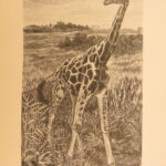 1890 – Wild Beasts | African Animals – Illustrated Lions, Tigers, Rhinos, Giraffes