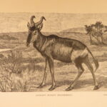 1890 – Wild Beasts | African Animals – Illustrated Lions, Tigers, Rhinos, Giraffes