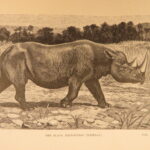 1890 – Wild Beasts | African Animals – Illustrated Lions, Tigers, Rhinos, Giraffes
